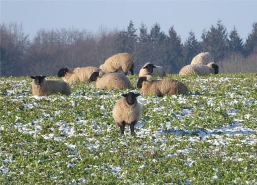 Sheep in Hampshire