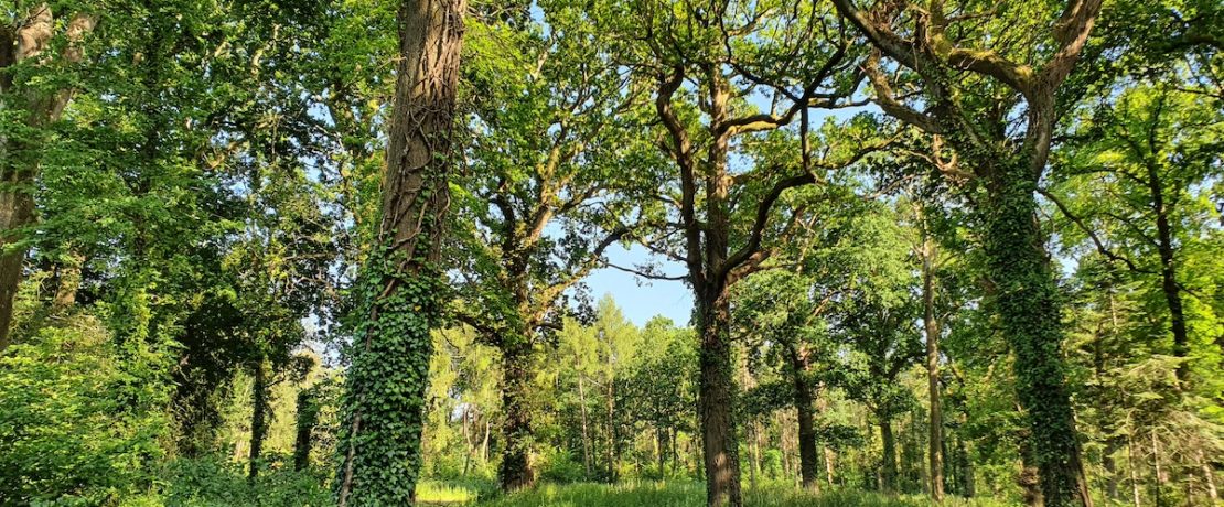 Creech Wood Denmead