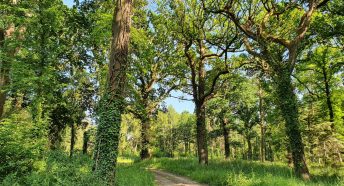 Creech Wood Denmead