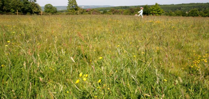 Girl running through meadow