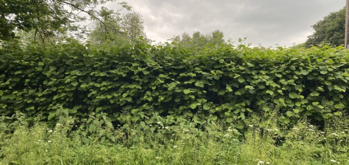A Hampshire Hedge