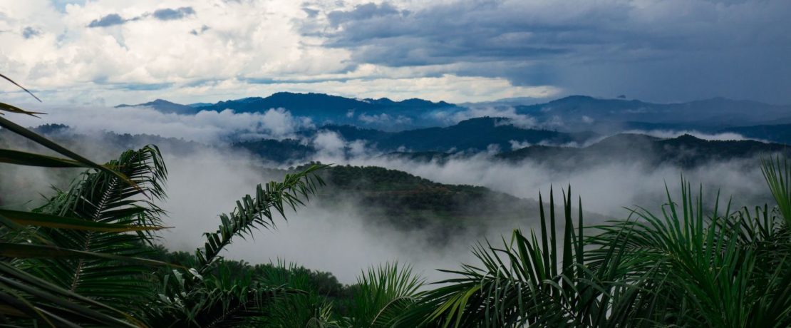 Image of Borneo rainforest.