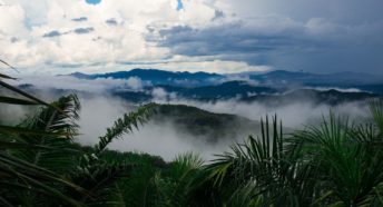 Image of Borneo rainforest.