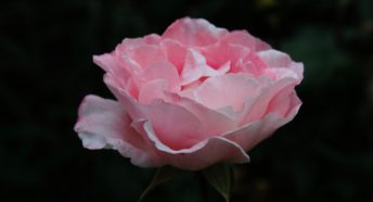 Image of a rose