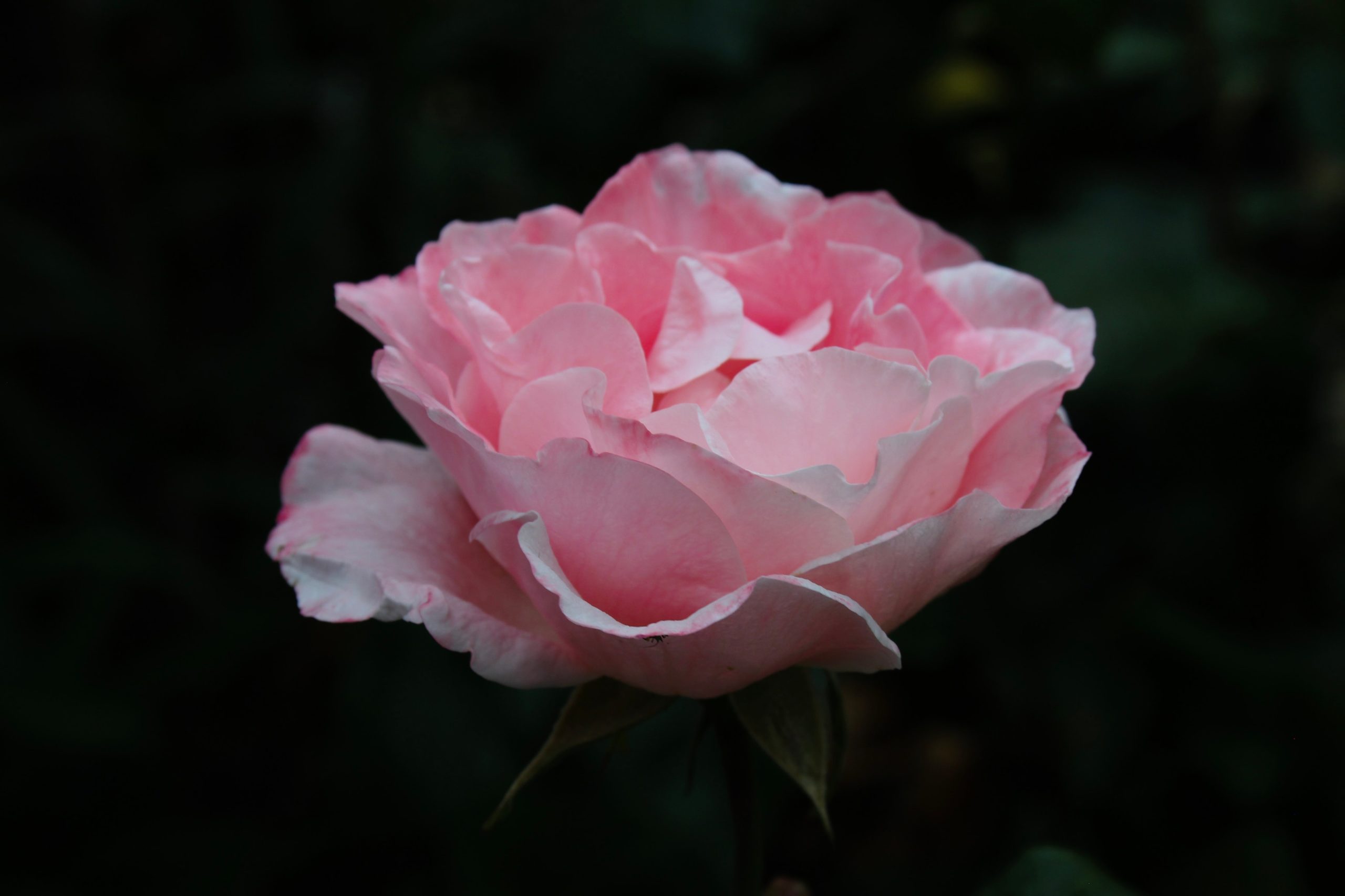 Image of a rose