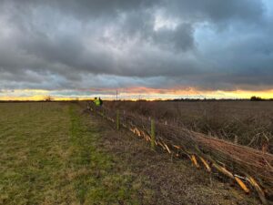 A completed section of laid hedge from CPRE Hampshire trainee, Sam Jones.