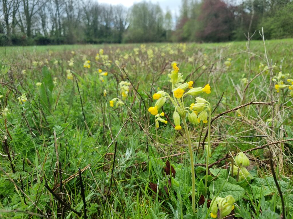 cowslips amongst grass